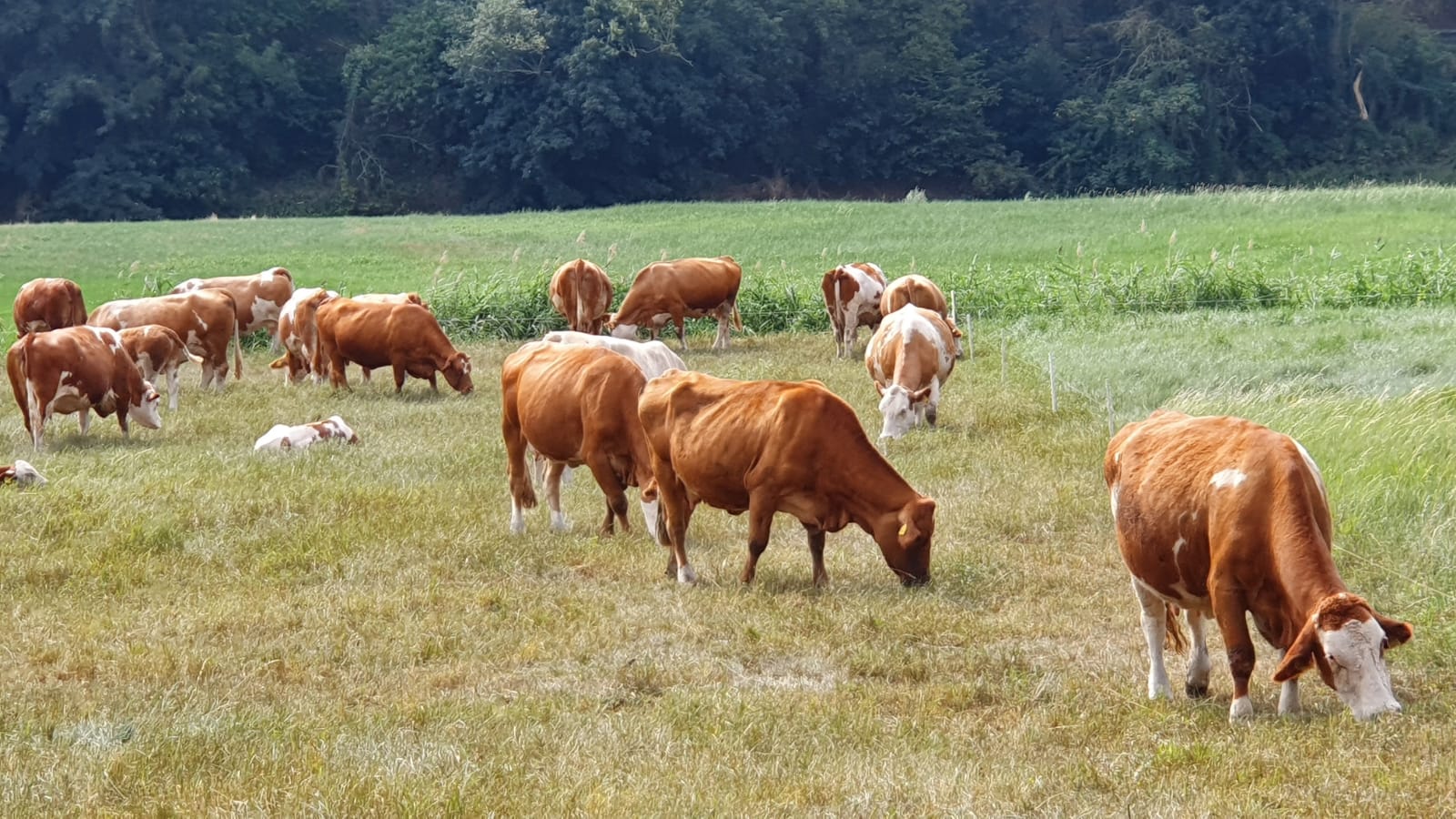 Kühe klauen im Burgenlandkreis Birnen