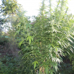 Cannabisplantage in Wegeleben entdeckt