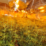 Professionelle Indoor-Plantage mit 1000 Cannabispflanzen in Calbe sichergestellt