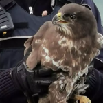 Verletzter Greifvogel auf der Autobahn A2 in der Börde durch Polizei gerettet