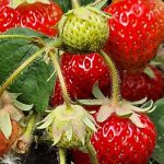 22kg Erdbeeren bei Halberstadt geklaut