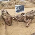6000 Jahre alte Spornanlage: Faszinierende Funde beim Neubau der Ortsumfahrung der B 180 bei Aschersleben