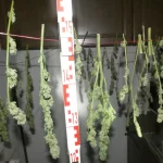 Anwohner in Salzwedel melden Verwesungsgeruch - es war Cannabis