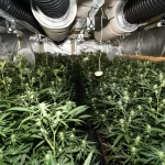 Indoor-Plantage mit 900 Hanf-Pflanzen in Gröningen in der Börde entdeckt